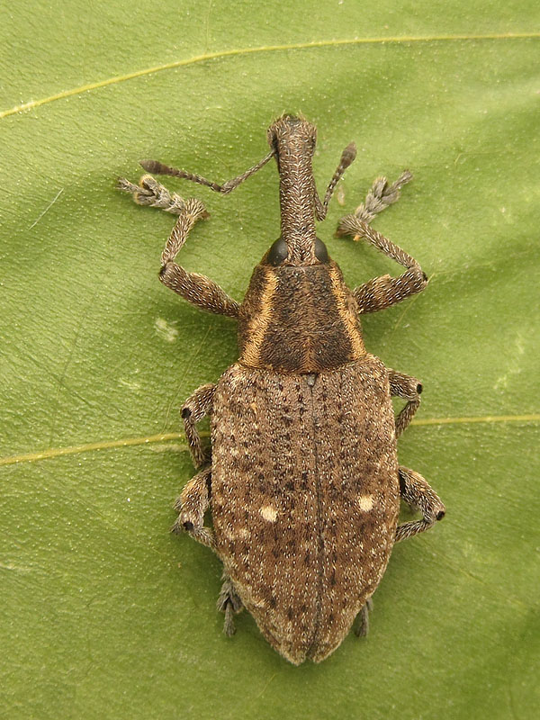 Curculionidae: Lepyrus palustris ?  S  !